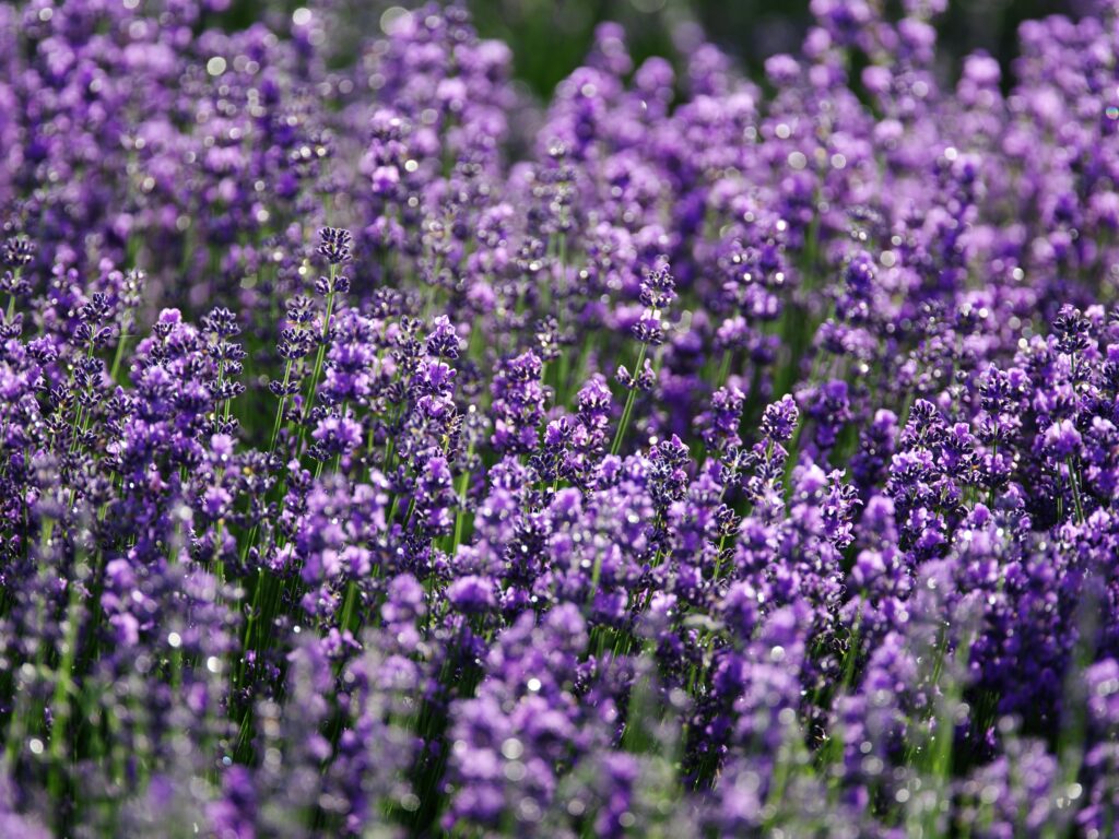 Lirios lilas en flor que representan la renovación de la primavera